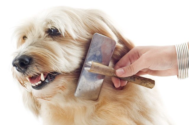 Can-You-Over-Brush-Your-Dog