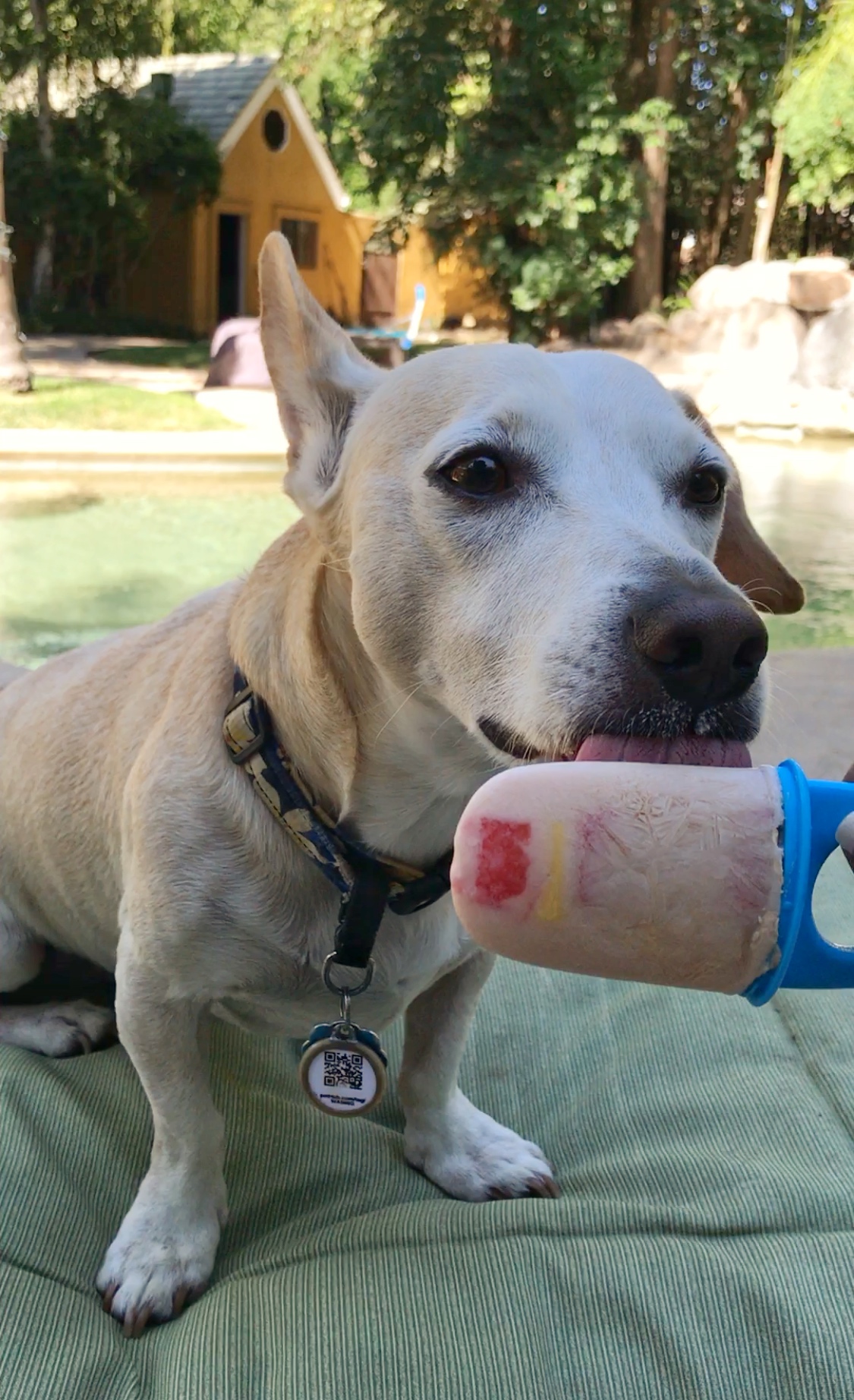 5 Ways to Stay Cool in the Summer if You Are a Dog That Hates Water