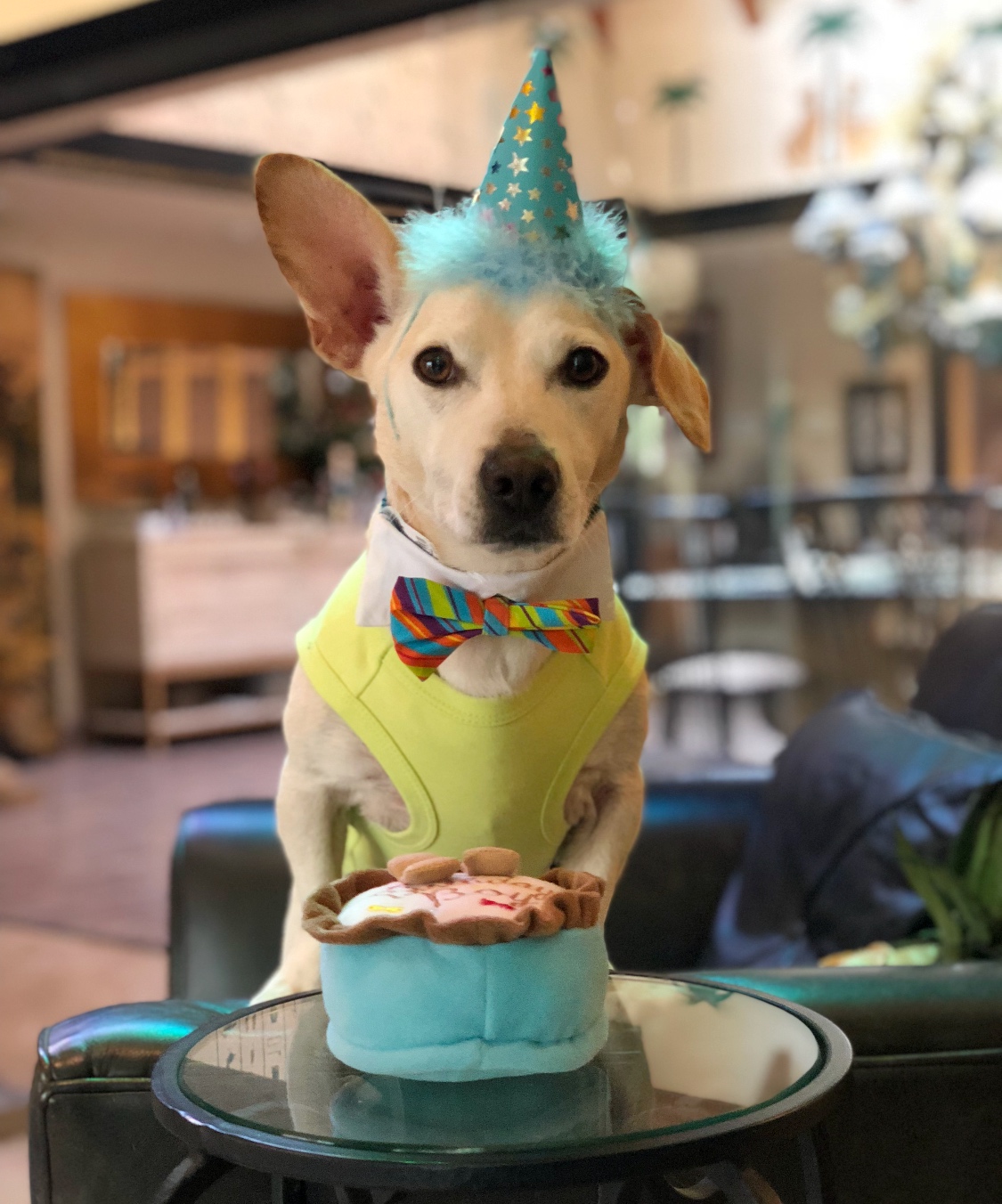 How to Celebrate Your Dog’s Birthday