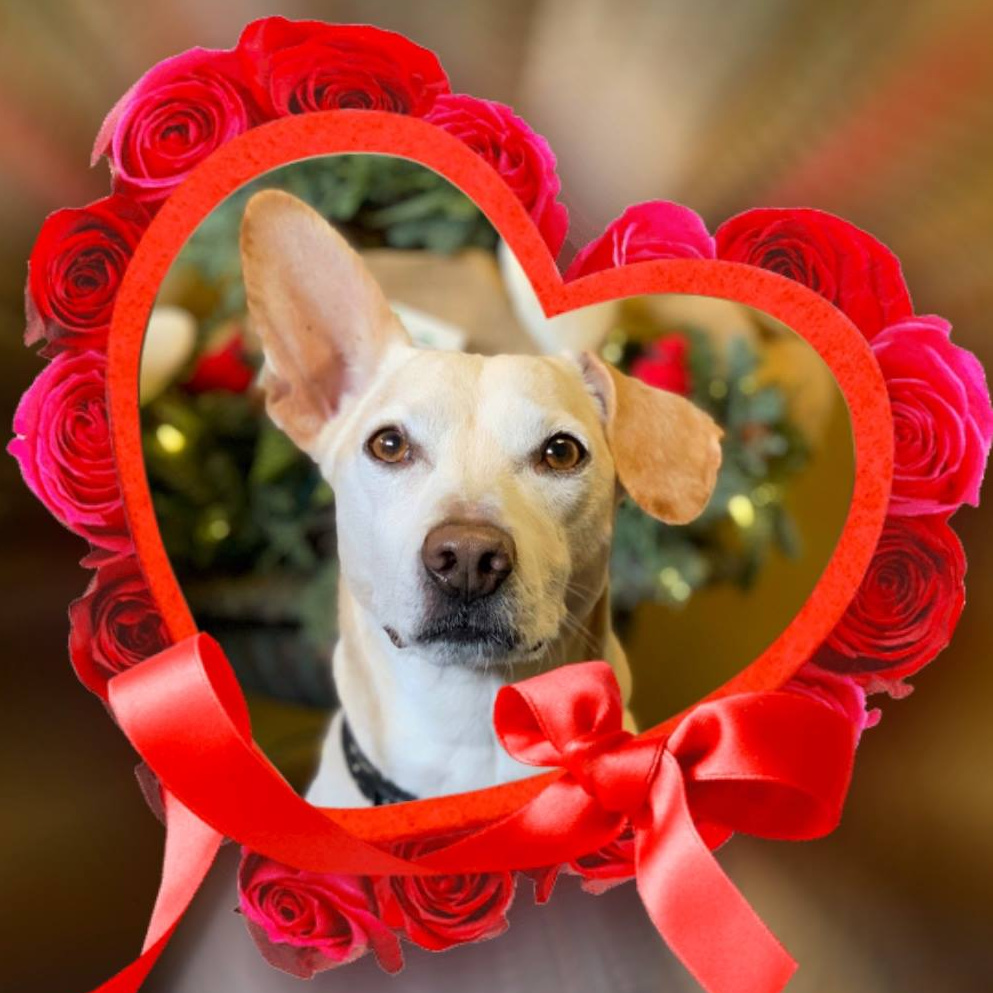 one up max, valentine's day, love, rescue dog, the adventures of one up max