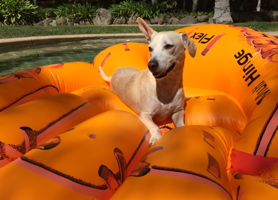 The Best (and Most Fun) Ways to Keep Your Dog Cool This Summer