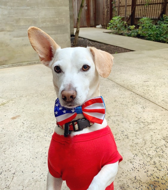 Fourth of July Dog Safety Tips